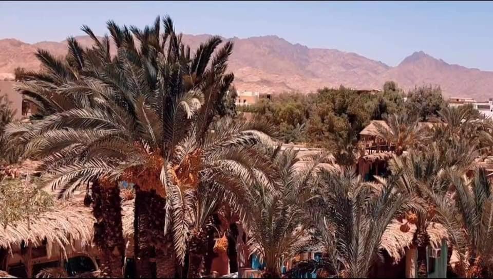 A5Ena House Villa Dahab Ngoại thất bức ảnh